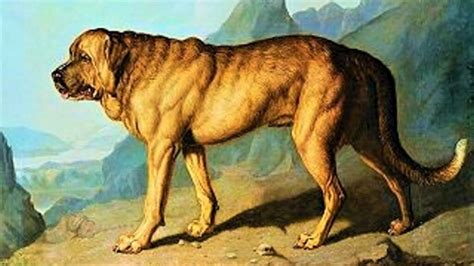 Extinct Dog Breeds That You Never Knew Existed – Pawsome Clips