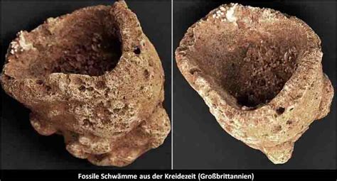 De Belemniet Fossile Und Rezente Schw Mme