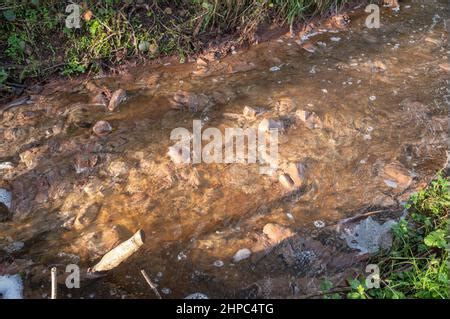 Champignon Des Eaux Us Es Qui Pousse Dans Les Cours D Eau Pollu S Par