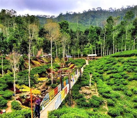 Potret Indah Kebun Teh Gunung Gambir Jember + Harga Tiket