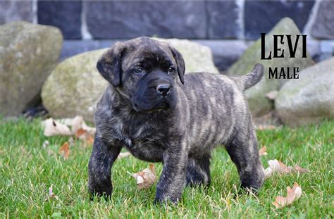 Levi English Mastiff Puppy For Sale In Clare Mi Lancaster Puppies