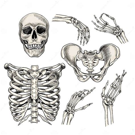 Hand Drawn Anatomy Set Vector Human Body Parts Bones Skull Hands Rib Cage Or Chest Pelvic