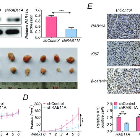 Knockdown Of RAB11A Suppressed EC Tumor Growth Via WNT Pathway In Vivo