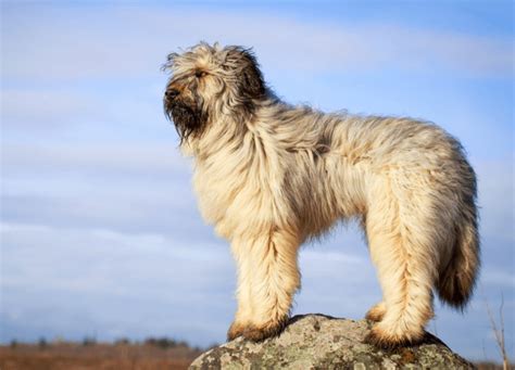 Briard - Everything You Need To Know About This Dog Breed!