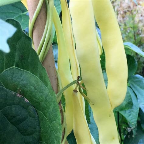 Climbing French Bean Golden Gate Organic Vital Seeds