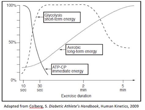 Exercise Energy Systems A Primer