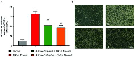 Effect of A lixula extract on TNF α induced endothelial cell monocyte