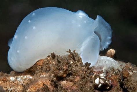 Chlamydoconcha Orcutti Orcutt Naked Clam Southern California Marine