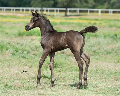 193 best images about Adorable Arabian Foals on Pinterest