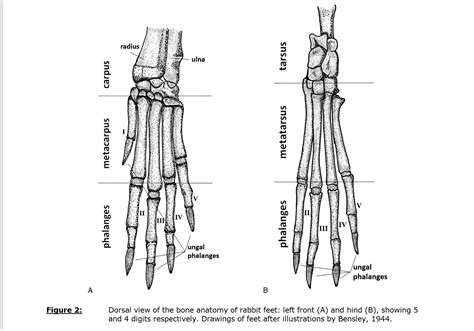 Rabbit Foot Anatomy