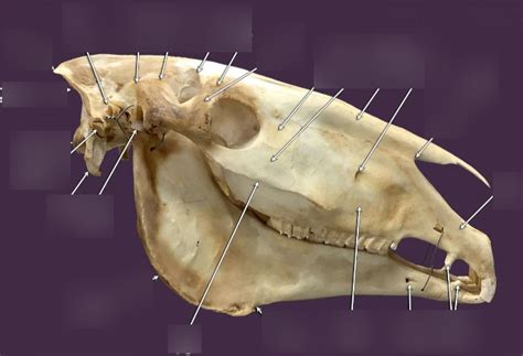 Equine Skull Lateral Diagram Quizlet