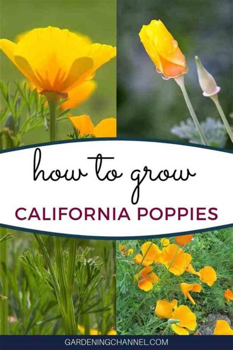 How To Grow California Poppy Your Questions Answered Gardening Channel