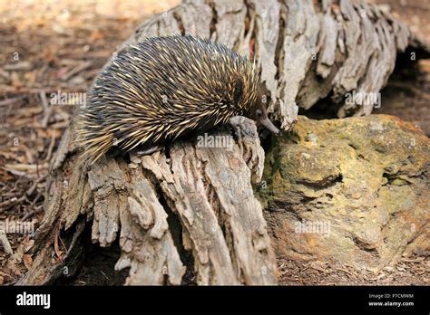 Short Beaked Echidna Adult Searching For Food Mount Lofty South