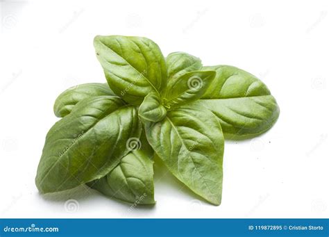 Detail Of A Fresh Italian Basil Isolated Stock Image Image Of Herbal