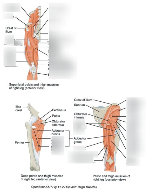 Hip And Thigh Muscles Diagram Quizlet