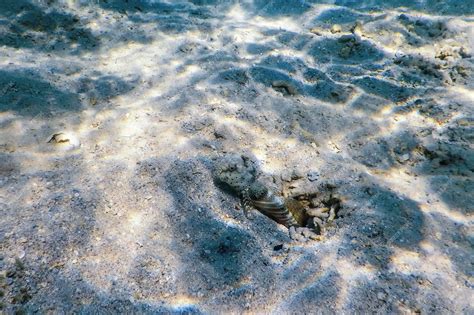 Premium Photo Spotted Prawn Goby Amblyeleotris Guttata Underwater