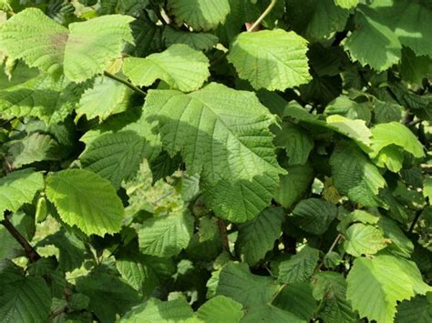 Corylus avellana | Wholesale Nursery - Nurseries in Melbourne, Sydney ...