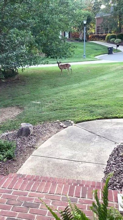 Quelque chose d étrange se passe avec ce cerf Buzz Buddy video