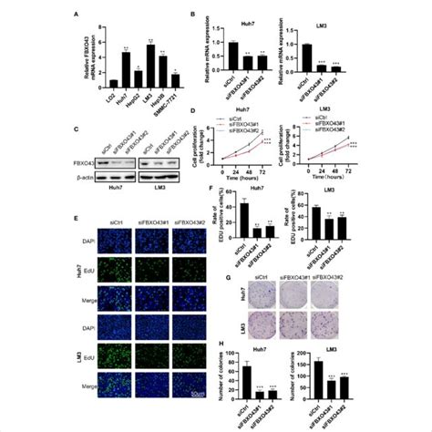 Knockdown Of Ccnd1 Blocks Fbxo43 Mediated Cell Proliferation And