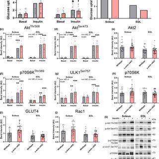 Similar Insulininduced Glucose Uptake In Soleus And EDL Muscles From