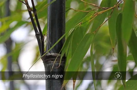 Bamboo Species Identification: A gallery of grasses - Bambu Batu