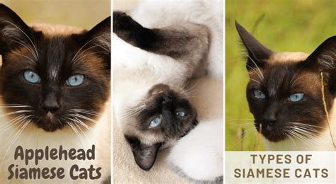 Applehead Siamese Cats - What Are They? | Siameseofday