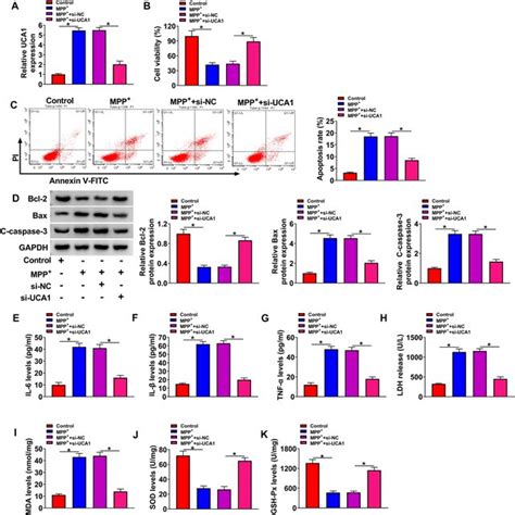 Overexpression Of MiR 423 5p Mitigated MPP Triggered Cell Injury Of