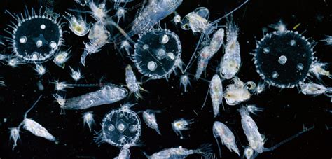 Diving Deep With Plankton From The Comfort Of The Lab Hakai Magazine