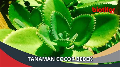 Tanaman Cocor Bebek Tanaman Hias Yang Menawan Biotifor