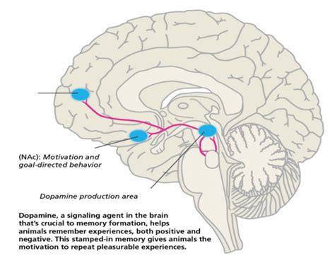 Dopamine Reward Pathway — Printable Worksheet