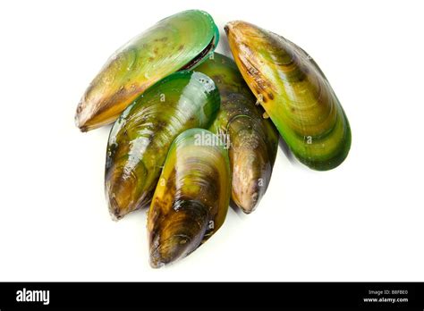 A Bunch Of Freshly Harvested New Zealand Green Lipped Mussels Green