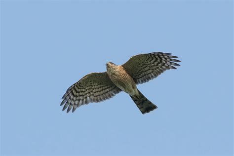 Hawks Common to Central Texas | BirdingLocations