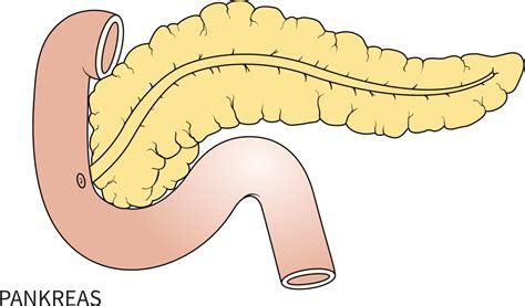 Alvleesklier Functie Bouw En Ligging Mens Gezondheid