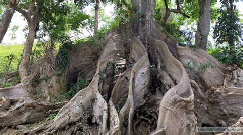 Visit the Majestic Ceiba Tree in Patillas | PRDayTrips