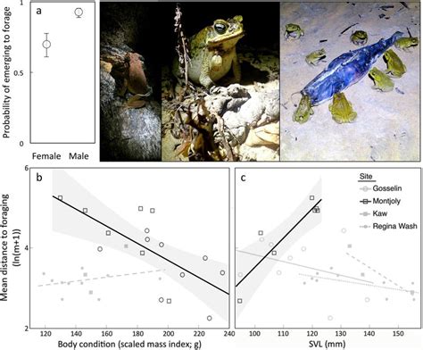 Foraging Behaviour As A Function Of Sex Body Condition And Or Download Scientific Diagram