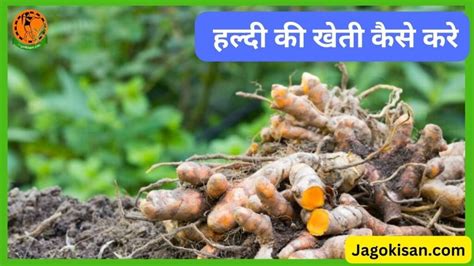 Haldi Ki Kheti हल्दी की खेती कैसे करे Turmeric Cultivation In India