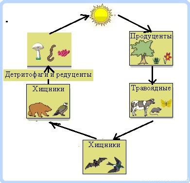 Пищевые цепи и сети | Дистанционные уроки