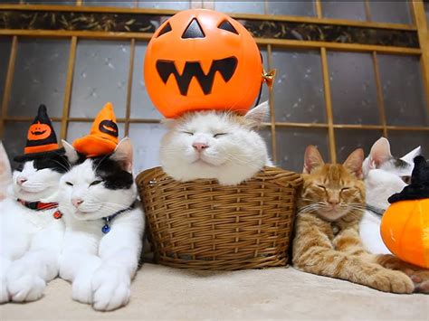 Halloween Is the Worst Holiday: Facts 