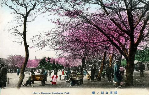 Japan Yokohama Park Cherry Blossom. Date: circa 1910s