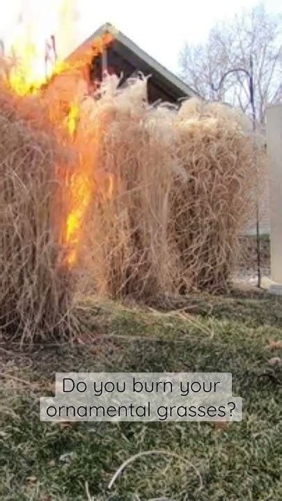 Do You Burn Your Ornamental Grasses Shorts Youtube