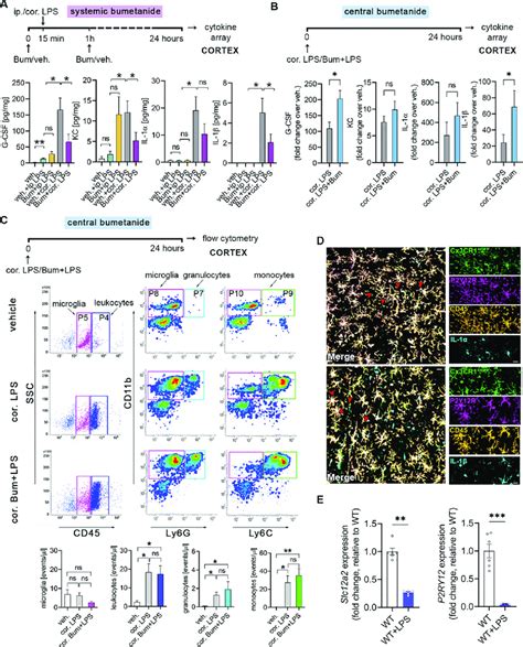 Systemic And Central Intracortical Blockade Of Nkcc1 Regulate Download Scientific Diagram