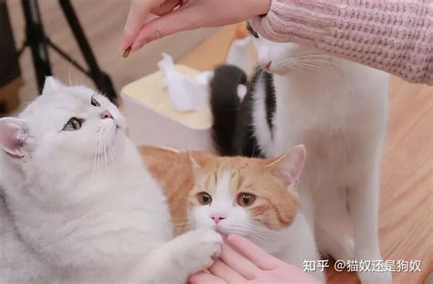 一旦猫咪有这几种表现，说明它早已被你“养熟”，别傻傻不知道 知乎