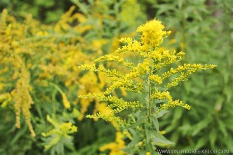 Goldenrod Flowers - on the creek blog