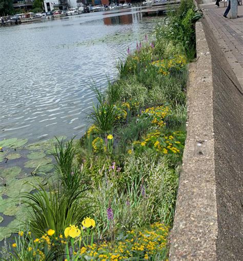 Greening Brayford Pool The Story Continues East Mercia Rivers Trust