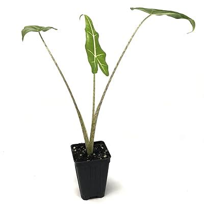 African Mask Elephant Ear Alocasia Sarian Live Plant India Ubuy