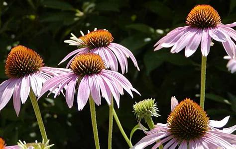 Coneflowers How To Plant Grow And Care For Echinacea The Old Farmer S Almanac