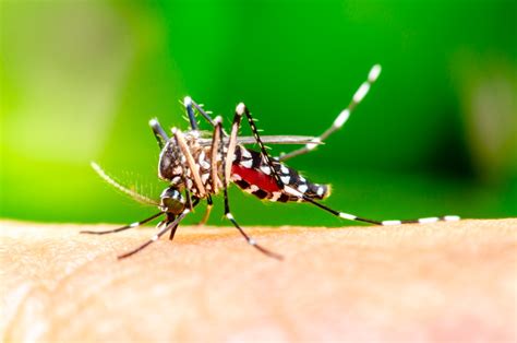 Qual A Diferença Entre Pernilongo E Mosquito Da Dengue Jmais