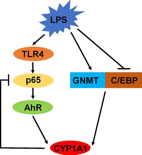 Knockout Of Cytochrome P A Enhances Lipopolysaccharide Induced