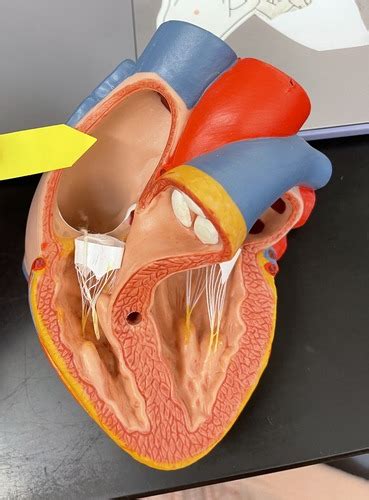 The Heart Lab Flashcards Quizlet