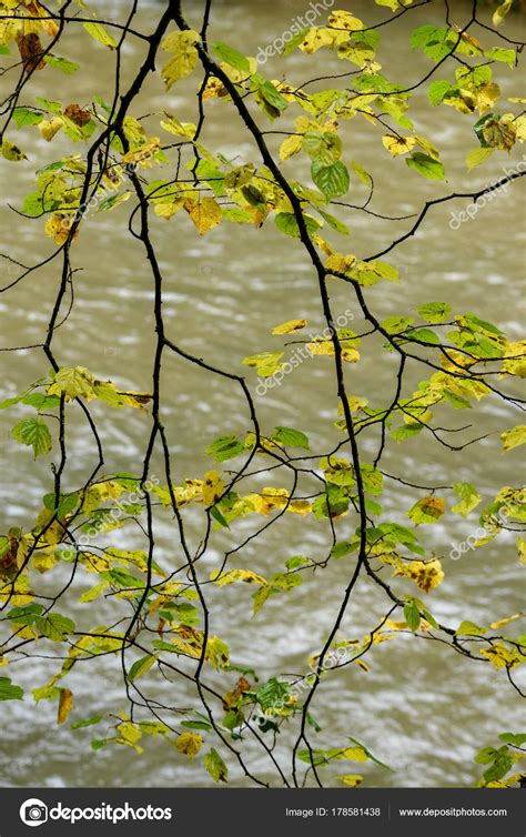 Naked Birch Tree Branches In Autumn Against Dark Background Stock Photo